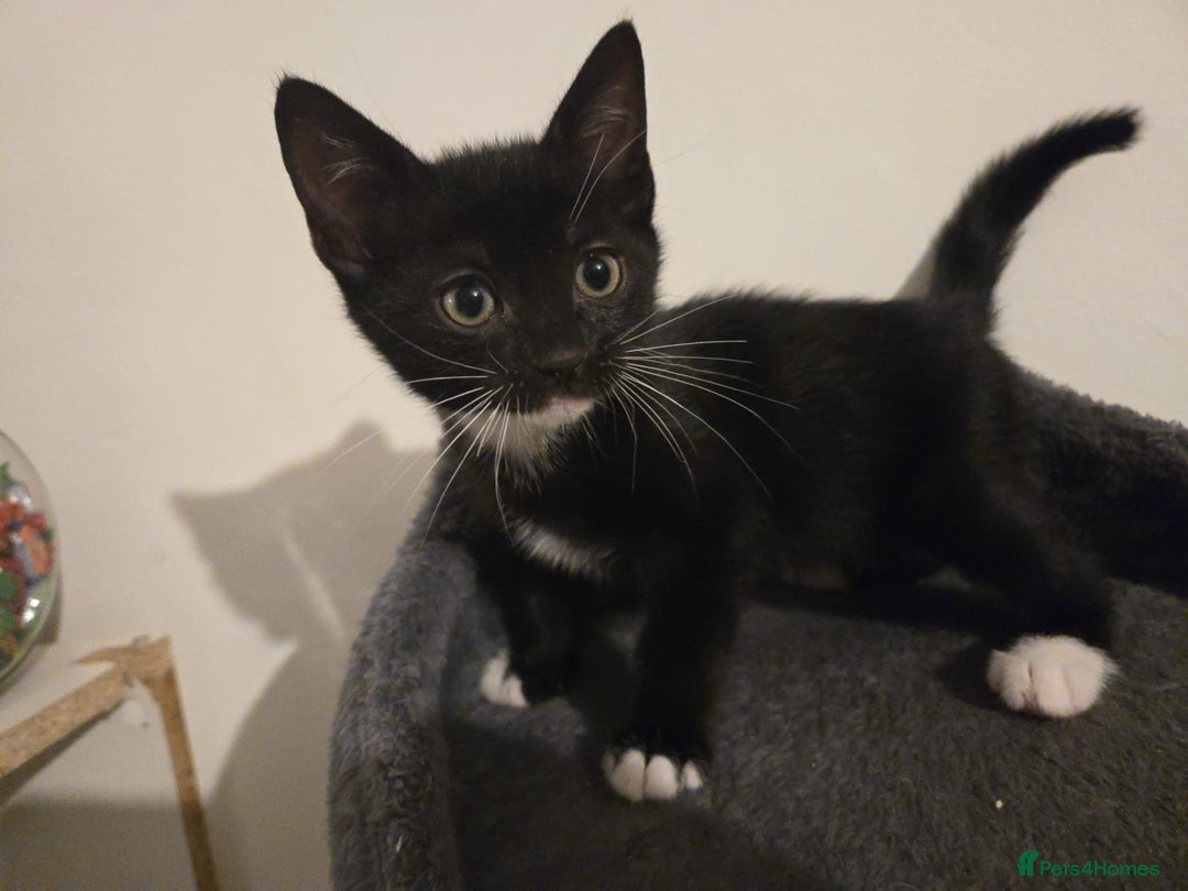 Mixed Breed cats for sale: 4 Kittens for sale  - Image 9