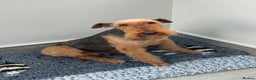 Mixed Breed dogs for sale: Airedale puppies  - Advert 10