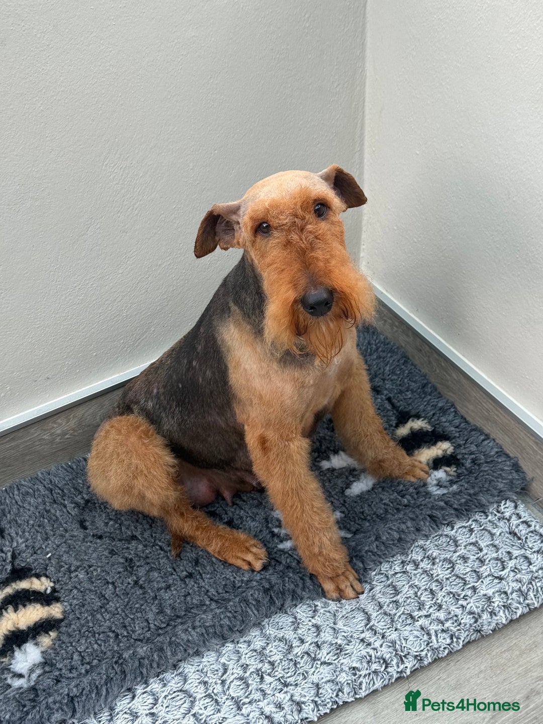 Mixed Breed dogs for sale: Airedale puppies  - Advert 10