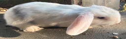 Mini Lop rabbits for sale: 3 beautiful mini lops looking for there for homes - Advert 4