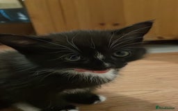 Mixed Breed cats for sale: Mixed breed kittens for sale. - Image 6