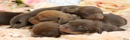 Miniature Dachshund dogs for sale: KC Miniature Dachshund Puppies - Advert 14