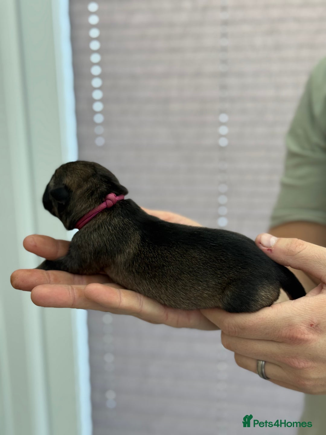 German Shepherd dogs for sale: German Shepherd Puppies  - Image 19