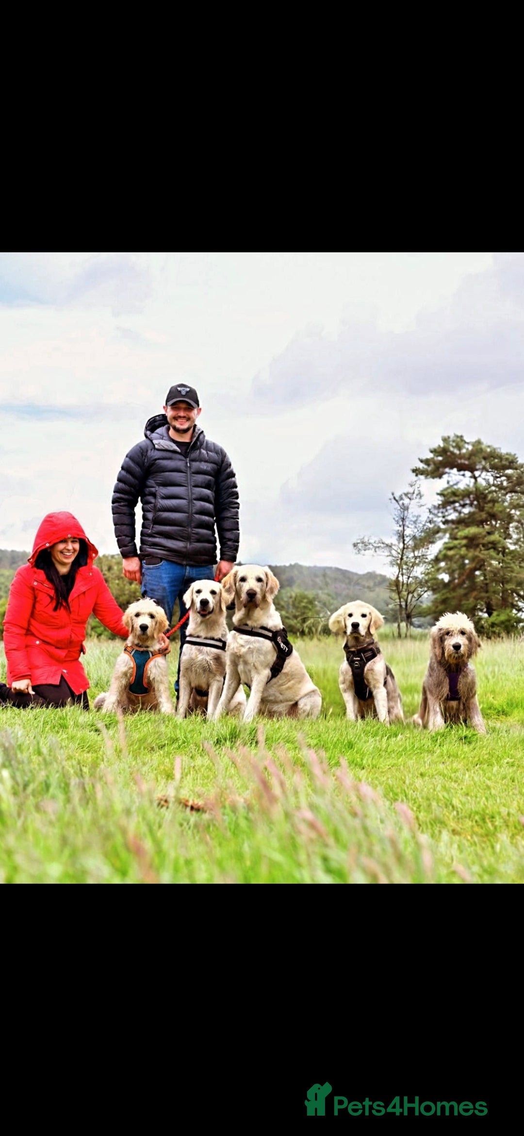 Goldendoodle dogs for sale: Goldendoodle retriever  - Image 16