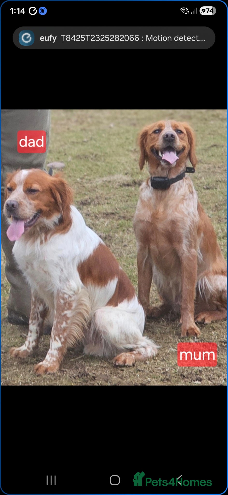 Brittany Spaniel dogs HAWKWISE LINES KC REGISTERED BRITTANYS - Advert 1