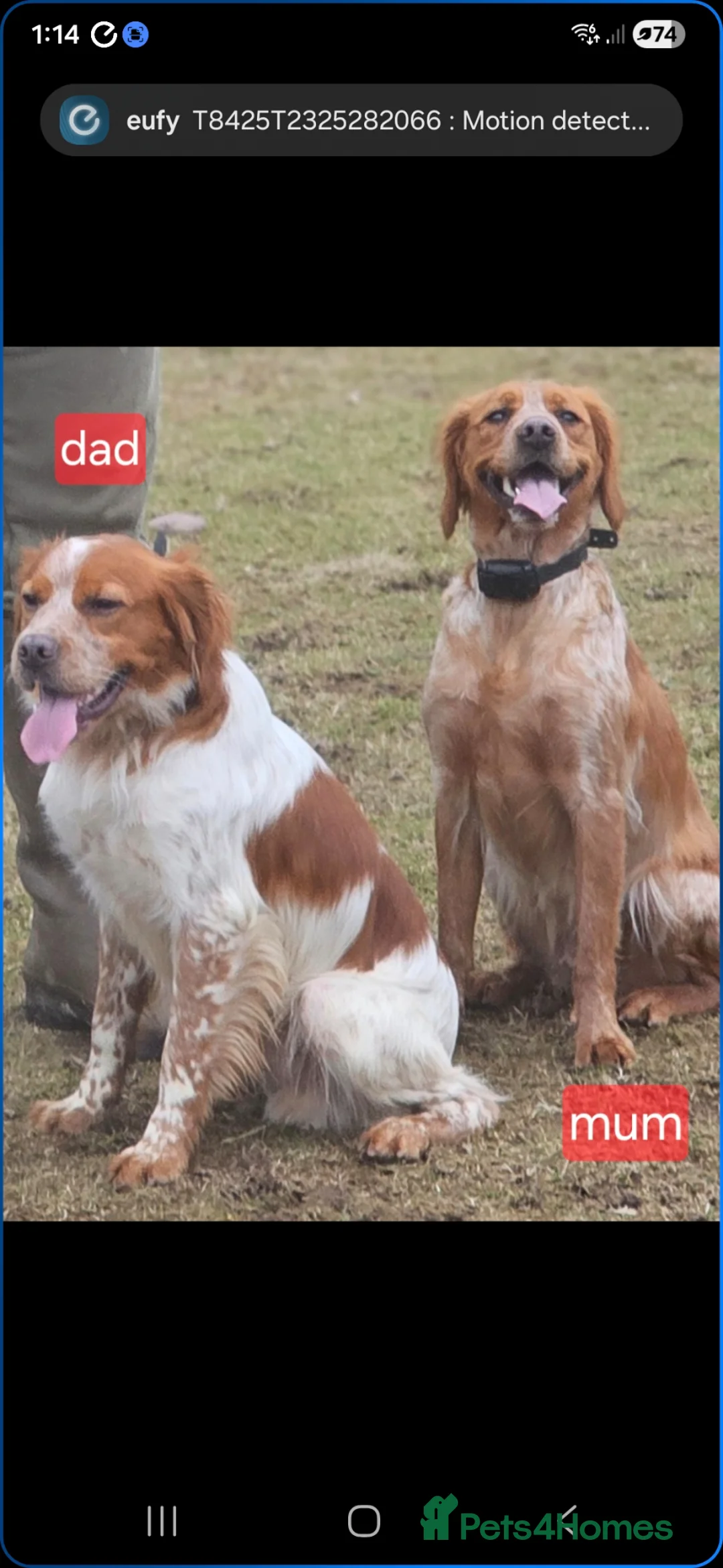 Brittany Spaniel dogs for sale: HAWKWISE LINES KC REGISTERED BRITTANYS - Advert 1