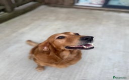 Golden Retriever dogs for sale: FOX RED WORKING GOLDEN RETRIEVERS- 5 STAR BREEDERS - Image 18