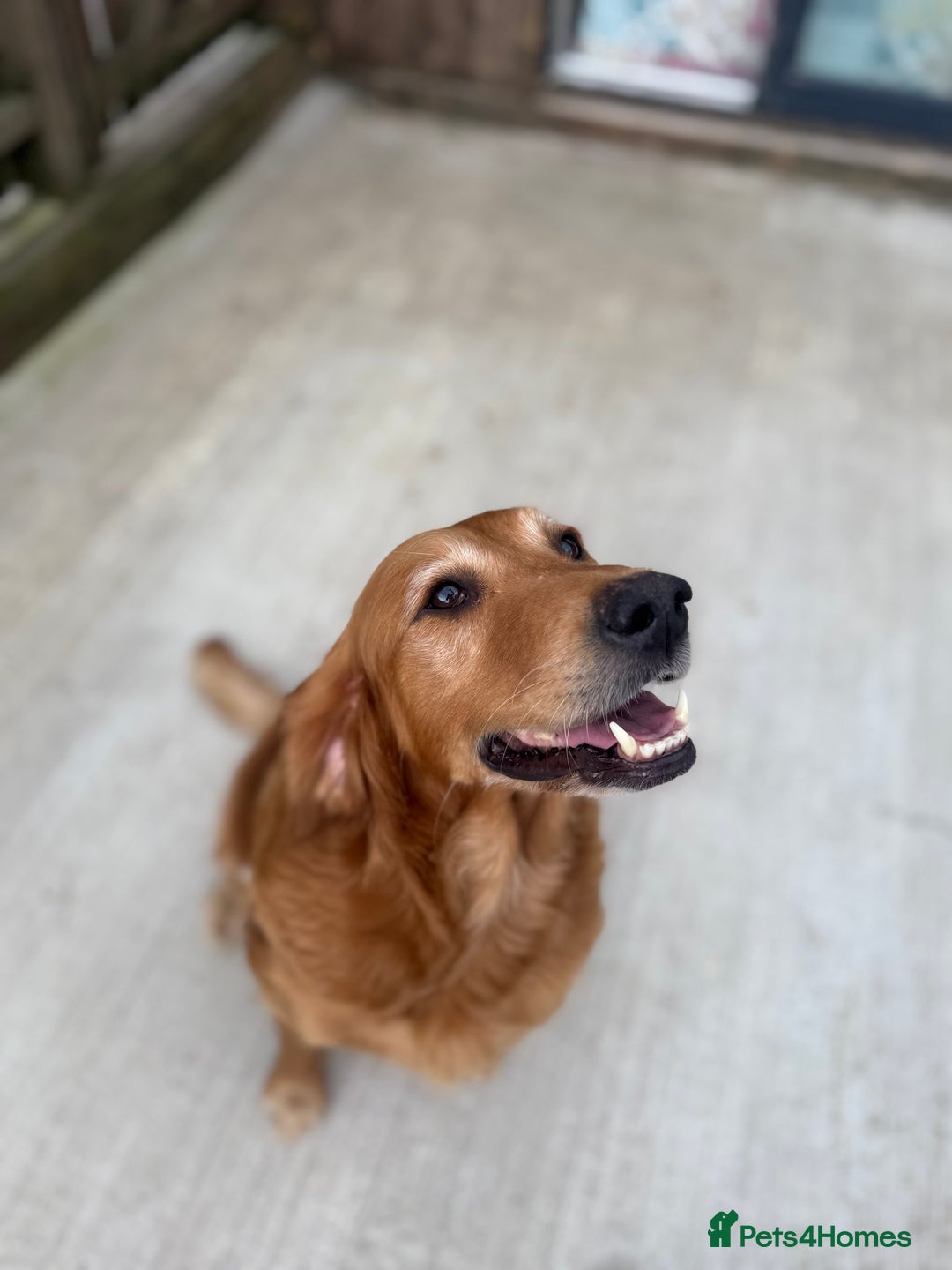 Golden Retriever dogs for sale: FOX RED WORKING GOLDEN RETRIEVERS- 5 STAR BREEDERS - Image 18