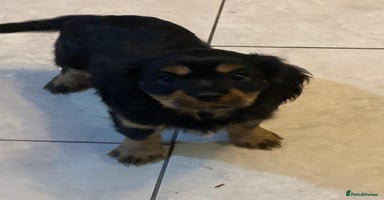 Cavalier King Charles Spaniel dogs Stunning ruby and black & tan puppies - Advert 5