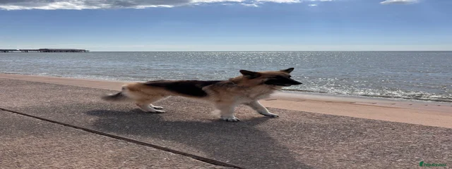 Kiba