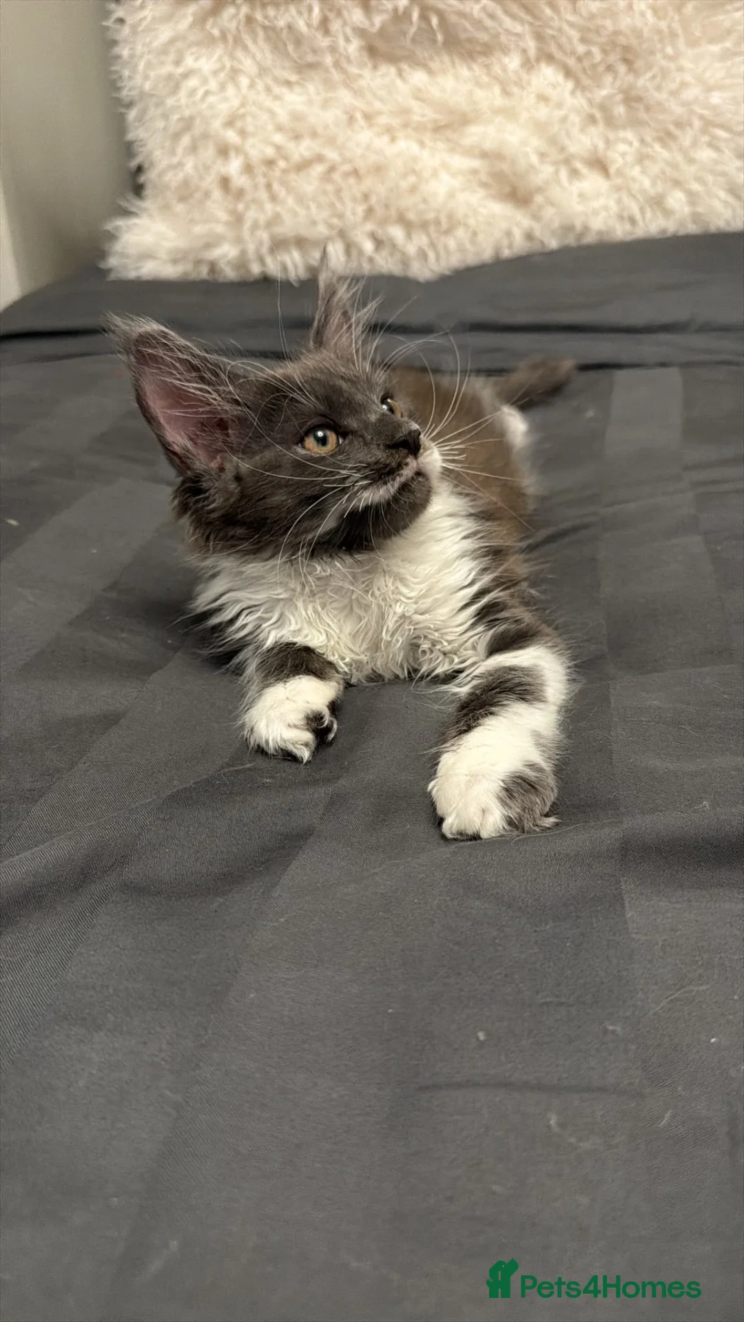 Maine Coon cats for sale: Stunning Maine Coon Litter Of Kittens  - Advert 2