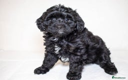 Mixed Breed dogs for sale: Havapoo. F1. Super healthy. - Image 13