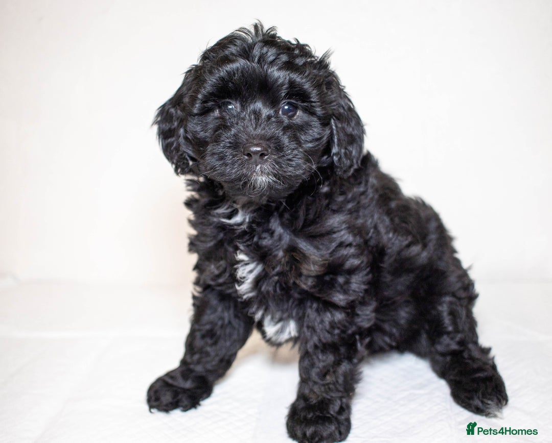Mixed Breed dogs for sale: Havapoo. F1. Super healthy. - Image 13