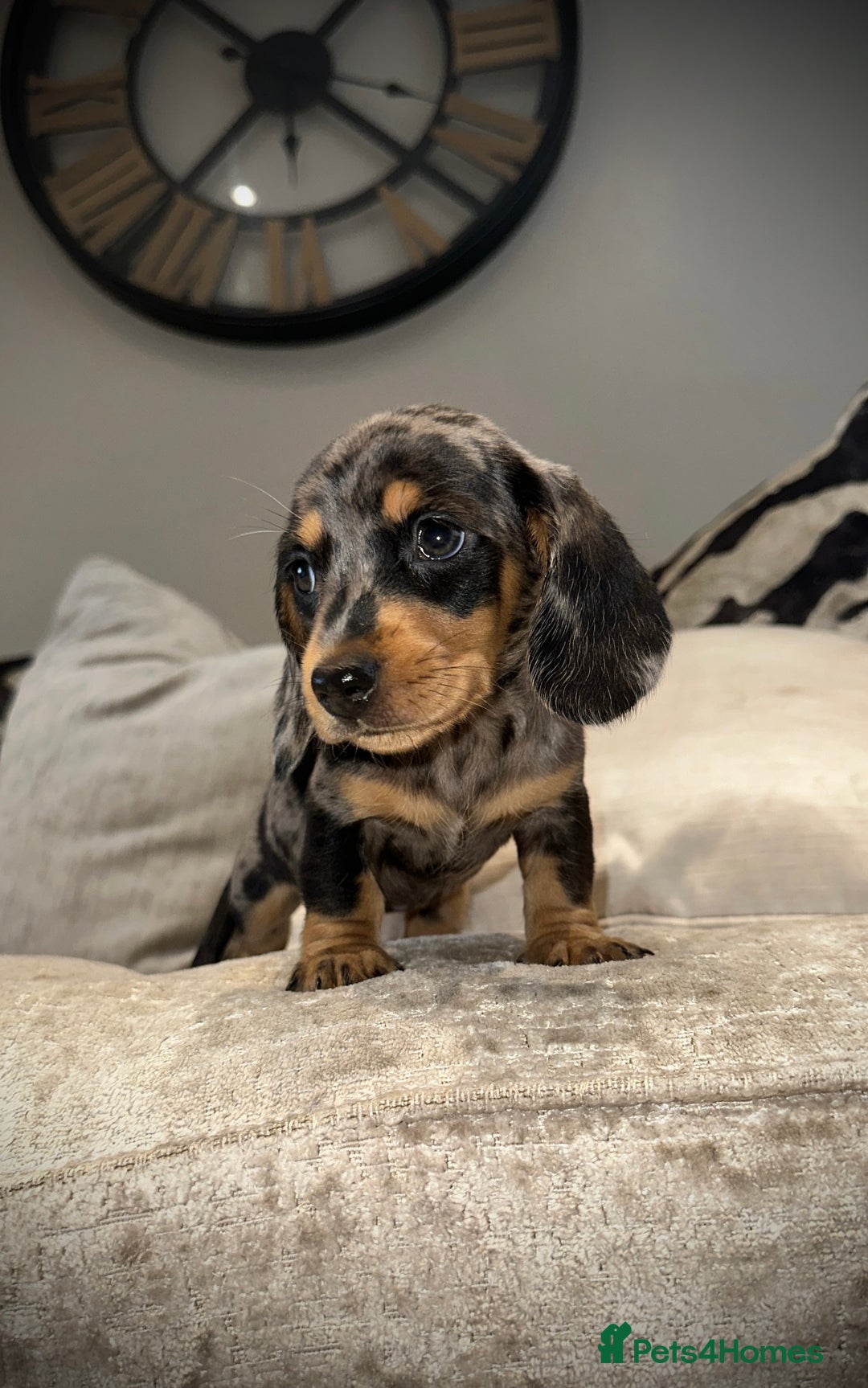 Miniature Dachshund dogs for sale: 🐾Stunning miniature dachshunds🐾 - Image 6