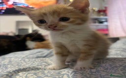 Domestic Shorthair cats for sale: 2 gorgeous short hair ginger male cats for sale 🏡 - Image 3