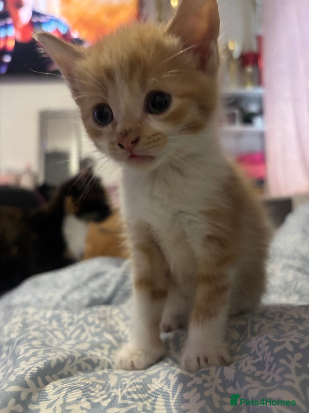 Domestic Shorthair cats for sale: 2 gorgeous short hair ginger male cats for sale 🏡 - Image 3