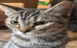 Mixed Breed cats for sale: 3 male fluffy kittens for sale - Image 12