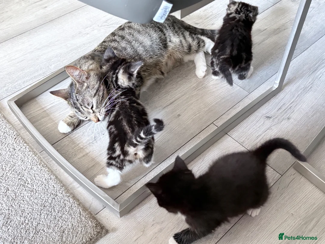 Mixed Breed cats for sale: 1 little boy looking for his forever home. - Advert 2