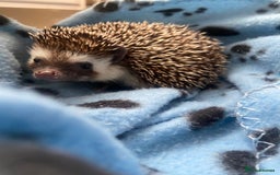 Pygmy Hedgehog rodents for sale: Pygmy Hedgehogs Available - Image 3