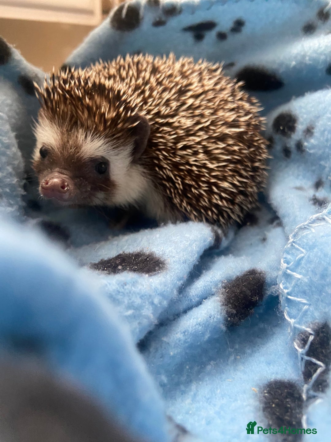Pygmy Hedgehog rodents for sale: Pygmy Hedgehogs Available - Image 3