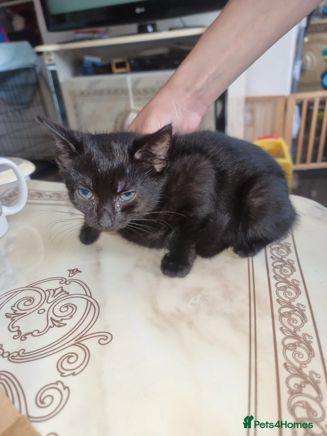 Mixed Breed cats for sale: Beautiful kittens  in Croydon - Advert 2