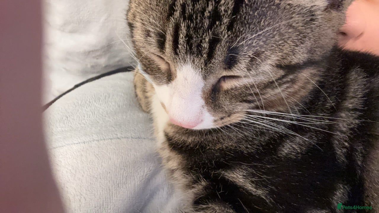 Mixed Breed cats tabby kitten for Adoption - Advert 1