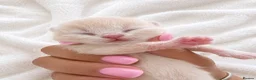British Shorthair cats for sale: Outstanding quality British shorthair kittens  - Advert 14