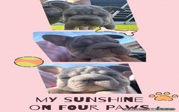 French Bulldog dogs for sale: French bulldog babies  - Image 28