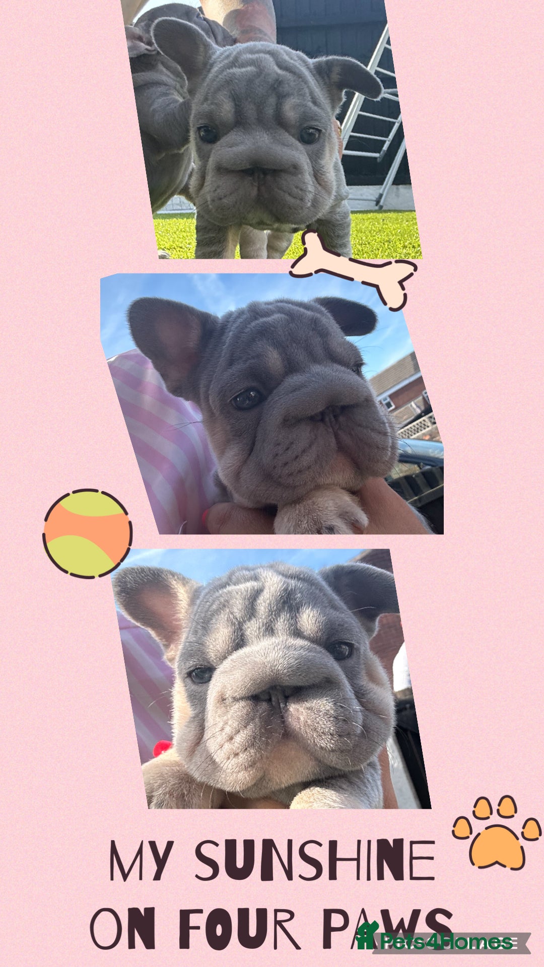 French Bulldog dogs for sale: French bulldog babies  - Image 28