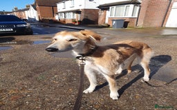 Lurcher dogs for sale: Male Lurcher in need of rehoming(saluki/greyhound) - Image 2