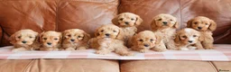 Cavapoo dogs for sale: Stunning Health Tested F1b Cavapoo Puppies - Advert 2
