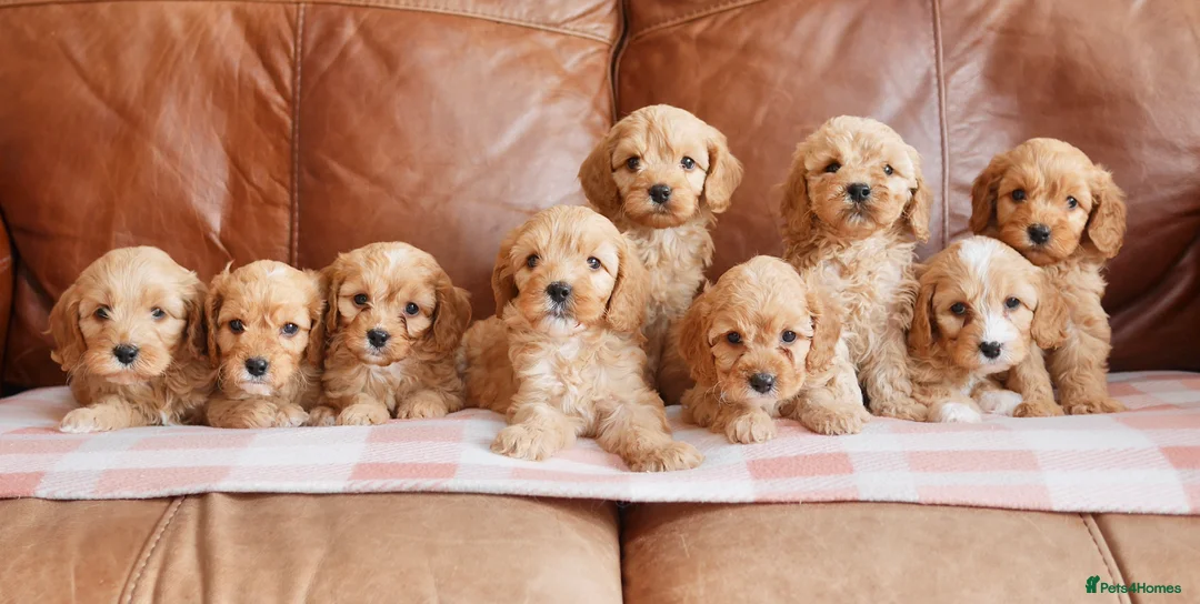Cavapoo dogs for sale: Stunning Health Tested F1b Cavapoo Puppies - Advert 2