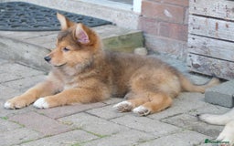 Mixed Breed dogs for sale: Shollies  in Rochdale - Image 23