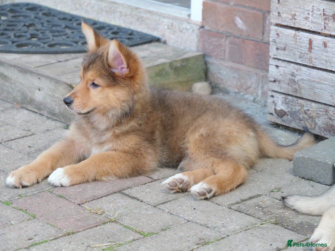 Mixed Breed dogs for sale: Shollies  in Rochdale - Image 23