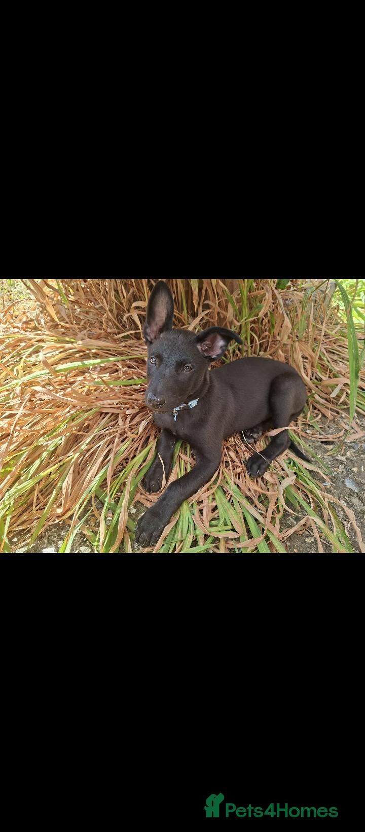 Mixed Breed dogs for sale: Belgium Malanois pup for sale - Advert 16
