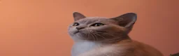 Burmese cats for sale: Beautiful Healthy Burmese  - Advert 24