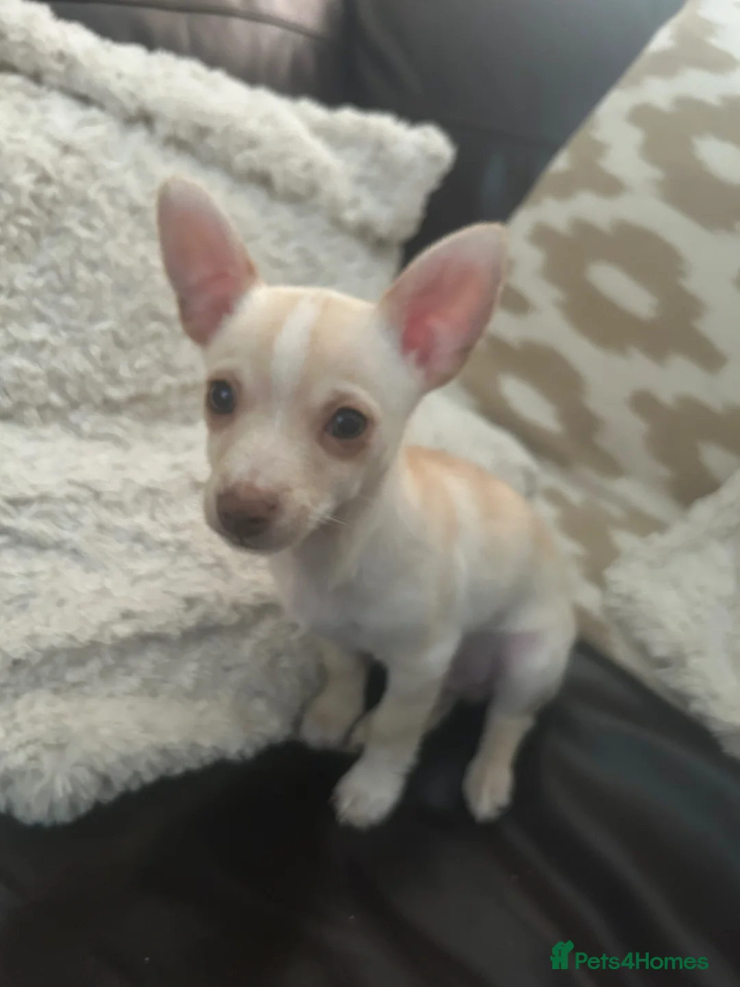 Chihuahua dogs for sale: Chihuahua boy puppy beige and white green eyes - Advert 2