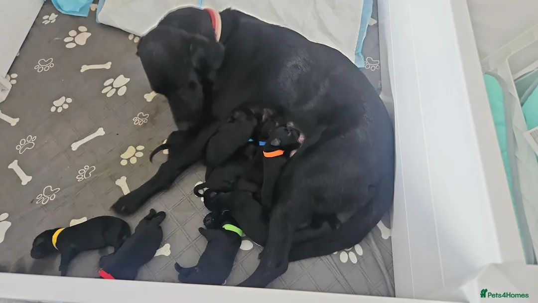 Labrador Retriever dogs for sale: Beautiful littler of black lab puppies in Doncaster - Advert 16