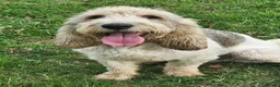 Basset Griffon Vendeen dogs for sale: Griffon grand bassets. Male - Advert 7