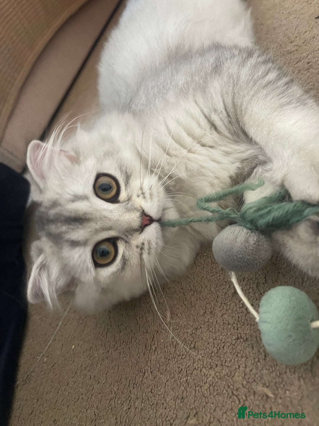 Scottish Fold cats for sale: Scottish fold - Image 8