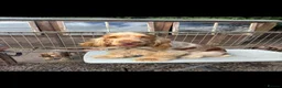 Cockapoo dogs for sale: Cockapoo f1 pups  in Montrose - Advert 25
