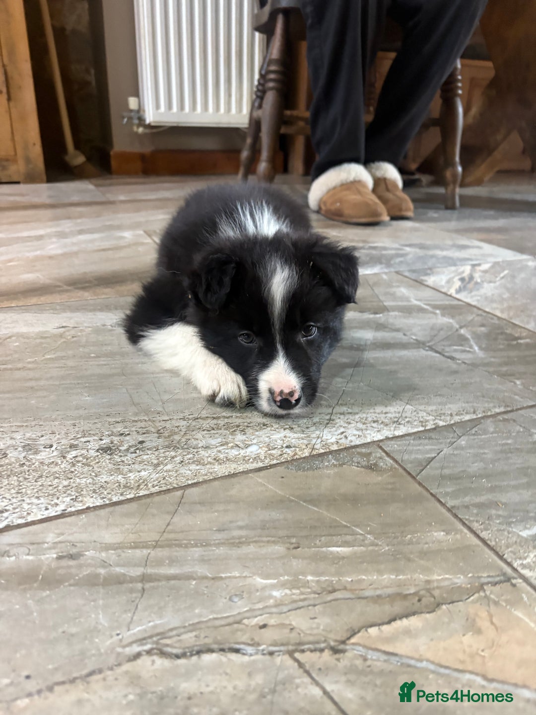 Border Collie dogs for sale: Border collie puppies  - Advert 6