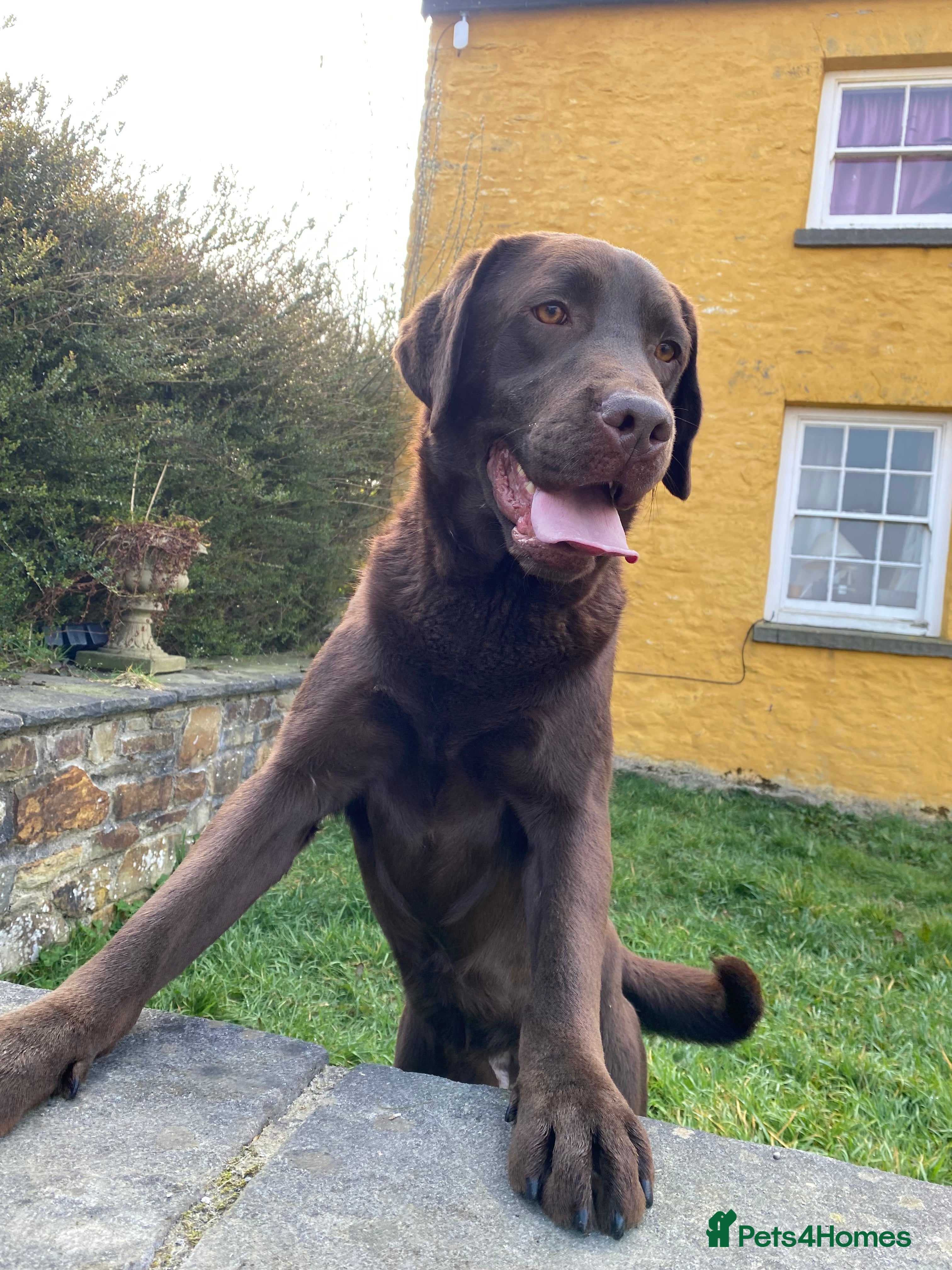 Labrador Retriever dogs The Rolls Royce - Advert 1