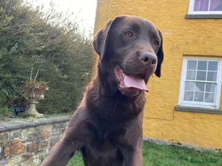 Labrador Retriever dogs for sale: The Rolls Royce - Advert 2