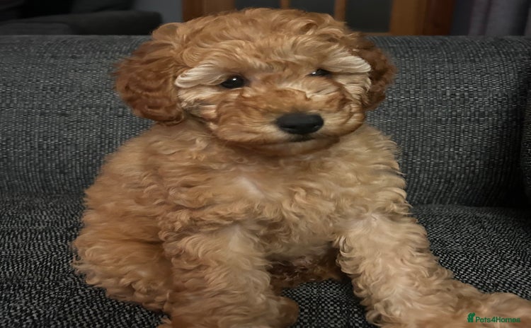 Miniature Poodle dogs - Advert 6