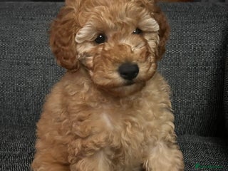 Miniature Poodle dogs - Advert 2