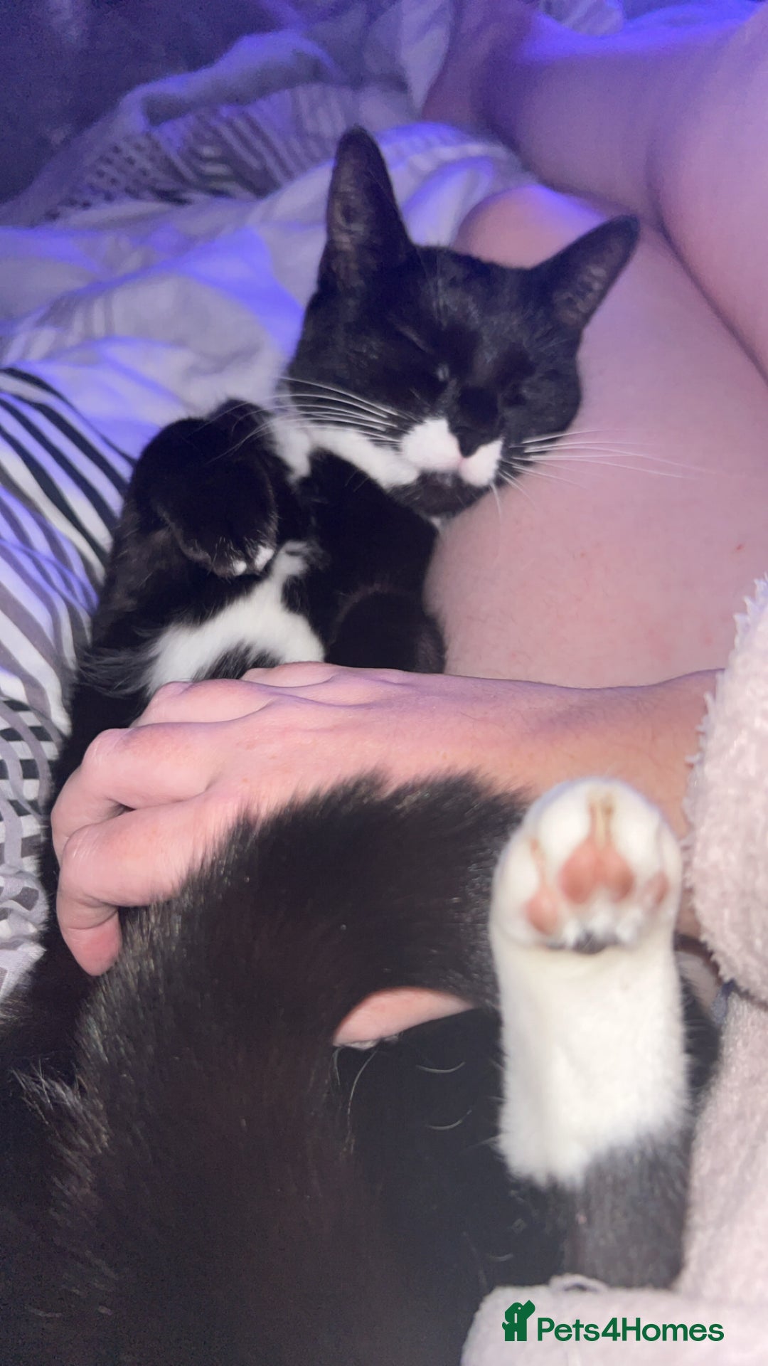 Mixed Breed cats for sale: Female cat  - Advert 5