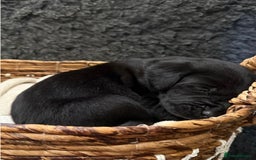 Labrador Retriever dogs for sale: KC REG LABS - Ready Now - fox red and black males in Houghton le Spring - Image 20