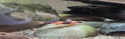Other/Mixed Breed fish for sale: Siemese Flying Fox and Fish Net Flying Fox - Advert 5