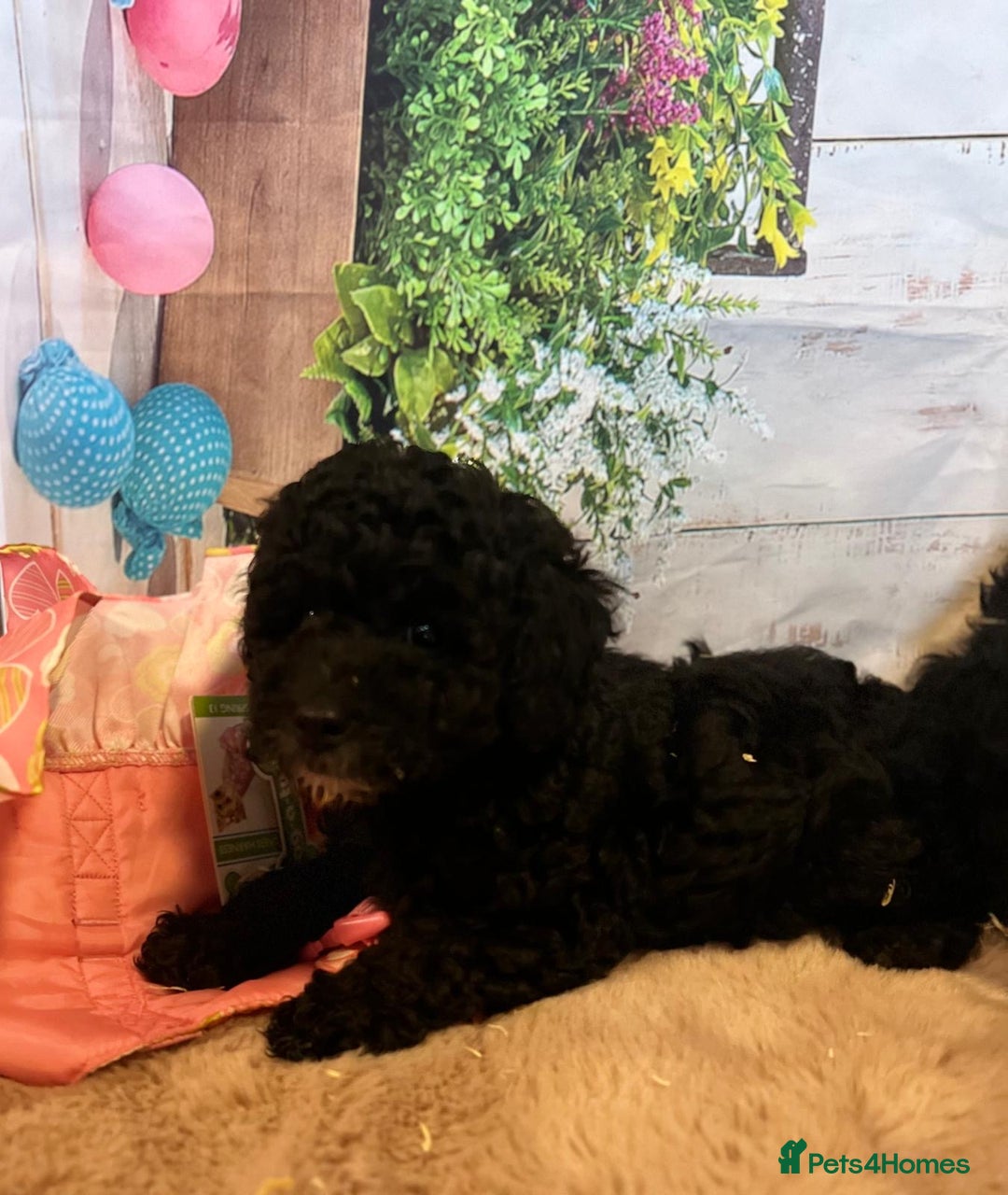 Cavapoo dogs for sale: Cavapoo  - Image 22